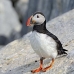 puffin_atlantic_msi_v_0498_can1526.jpg